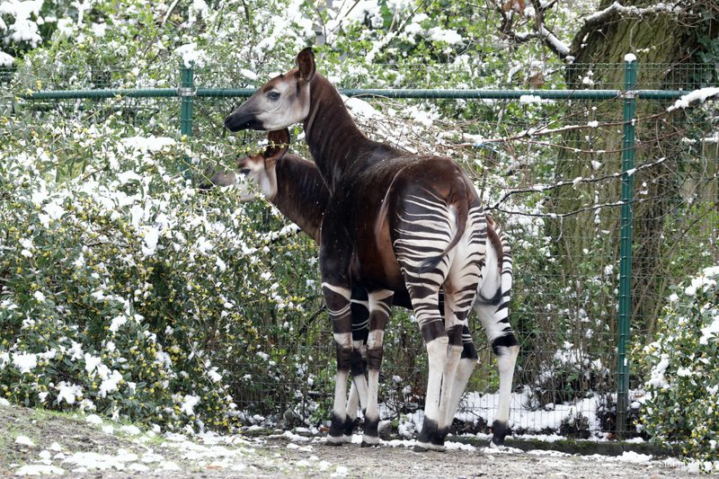 Okapi - snow in april