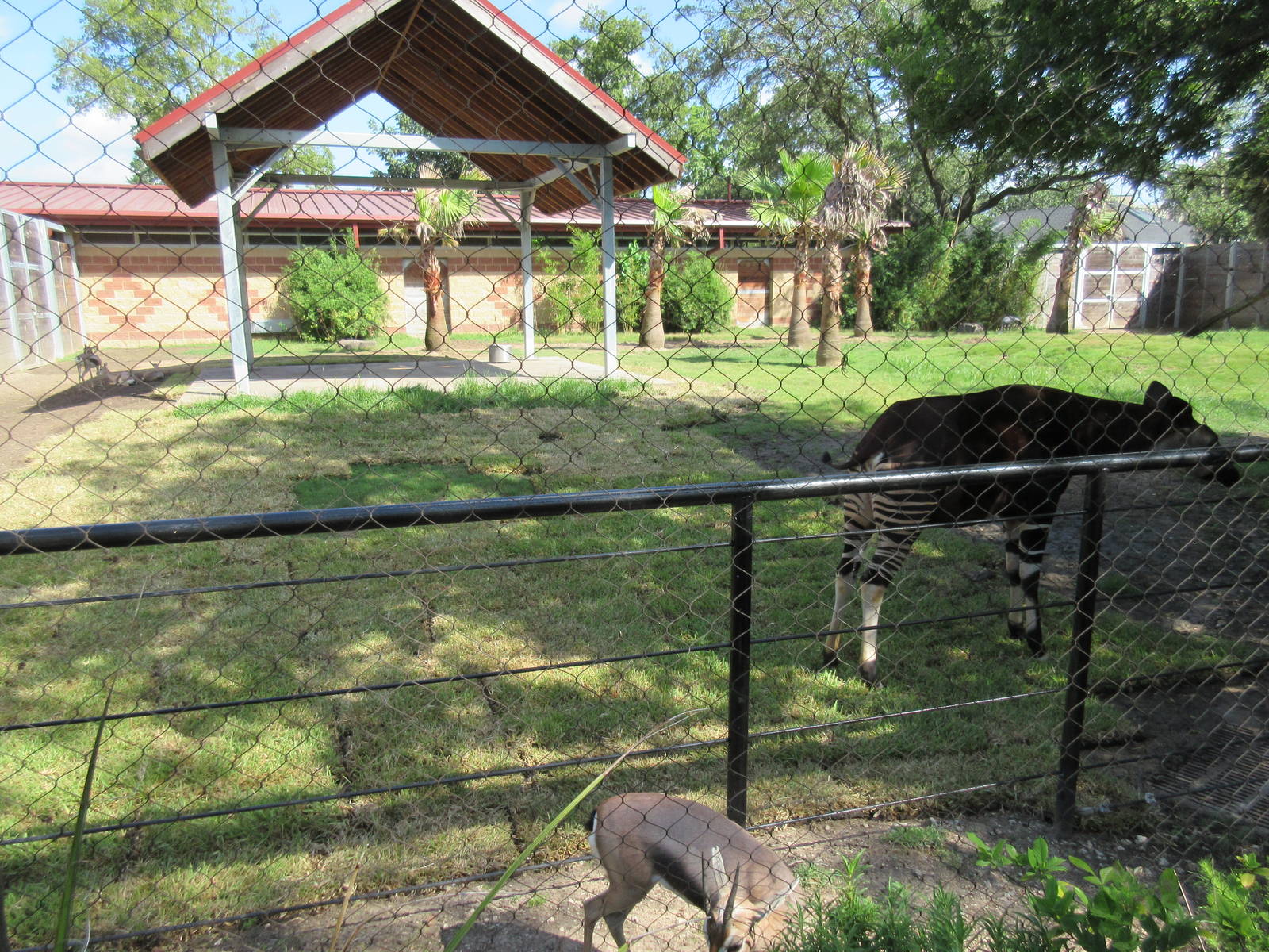 Okapi/Speke's Gazelle/Blue Crane Exhibit