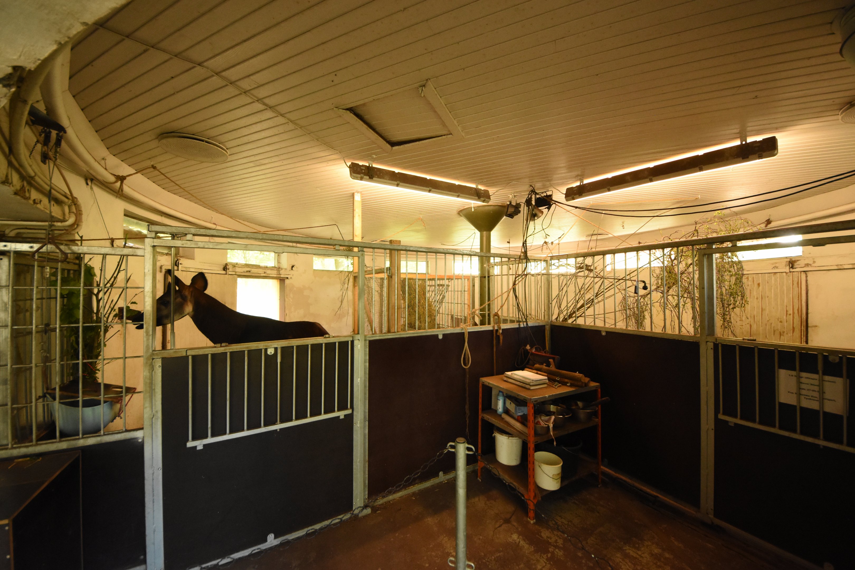 Okapi stables