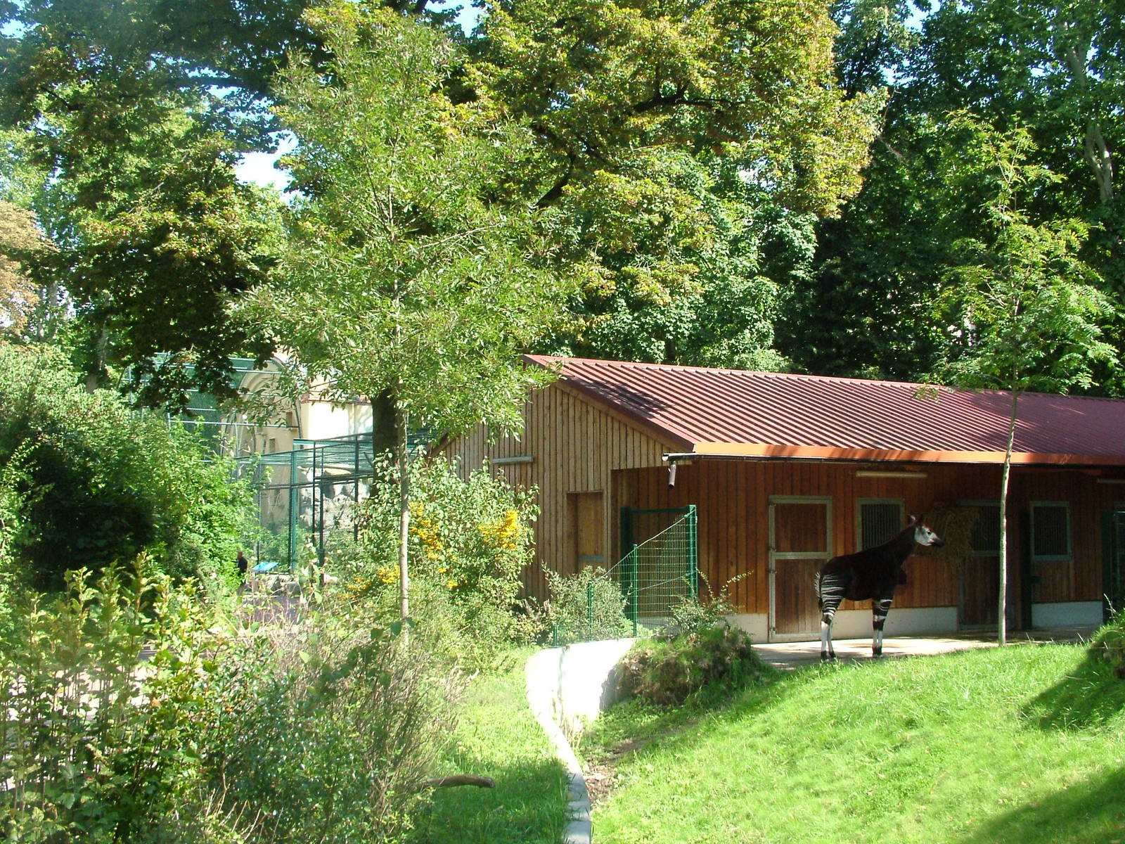 Okapi Stabling at Frankfurt 31/08/10