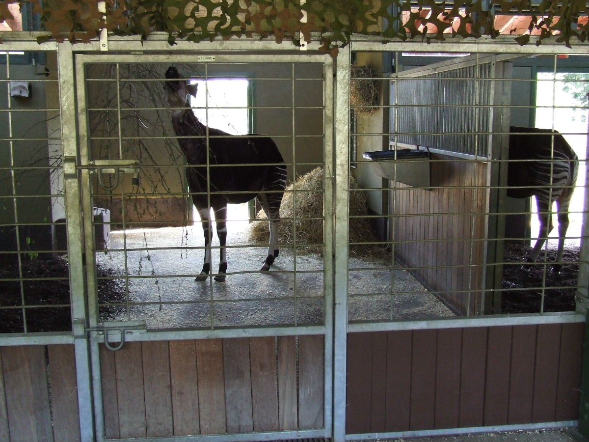 Okapi stalls