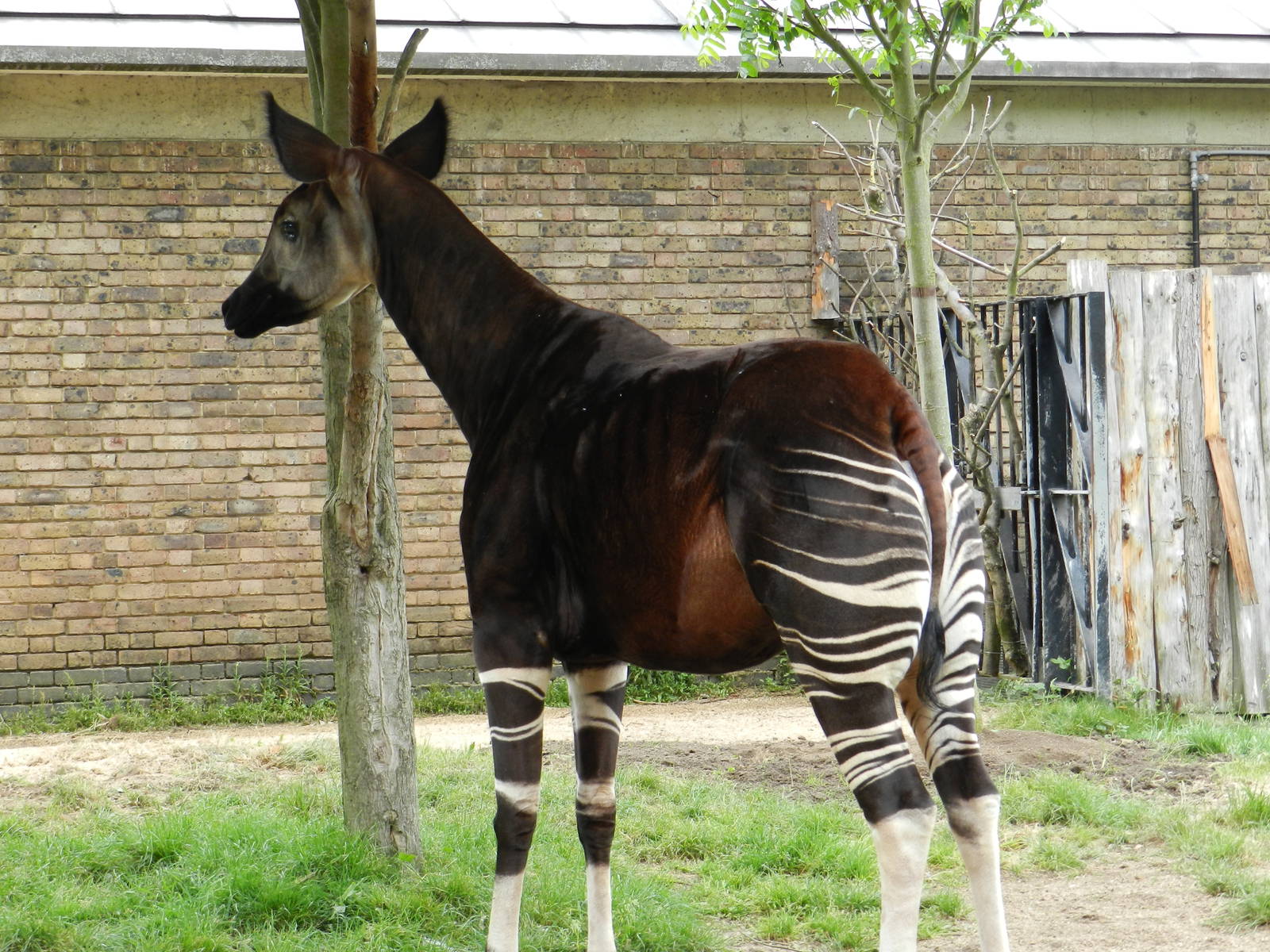 Okapi standing tall at London Zoo