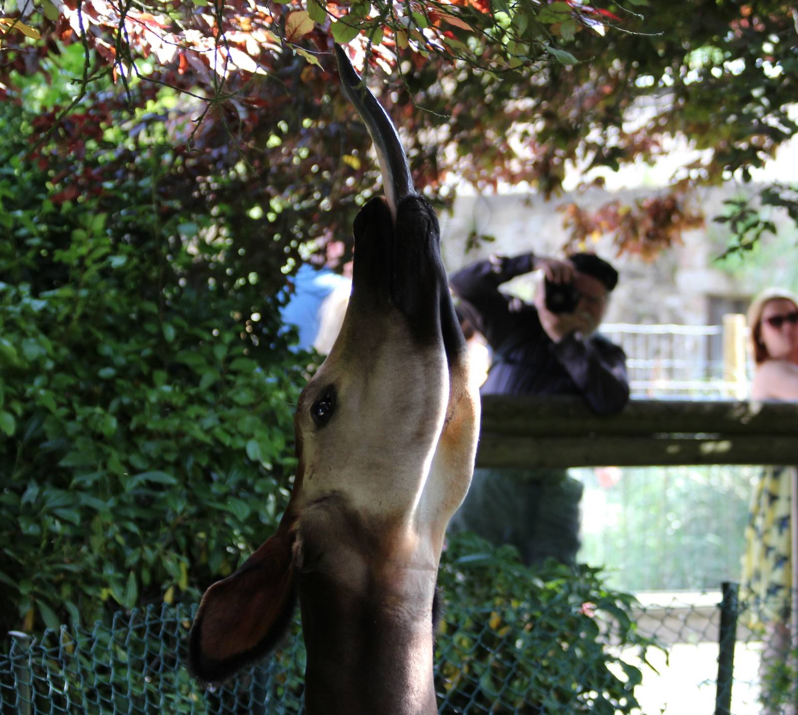 Okapi, Stuma gives a tounge demonstration
