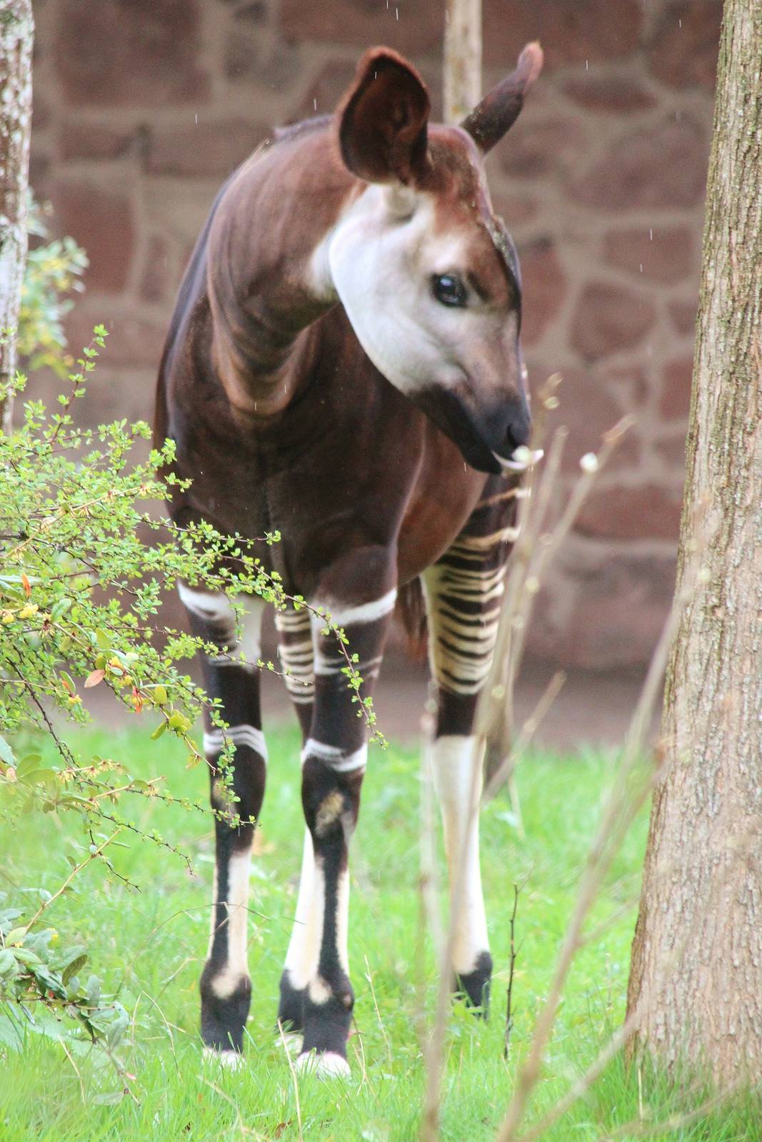 Okapi, Tafari