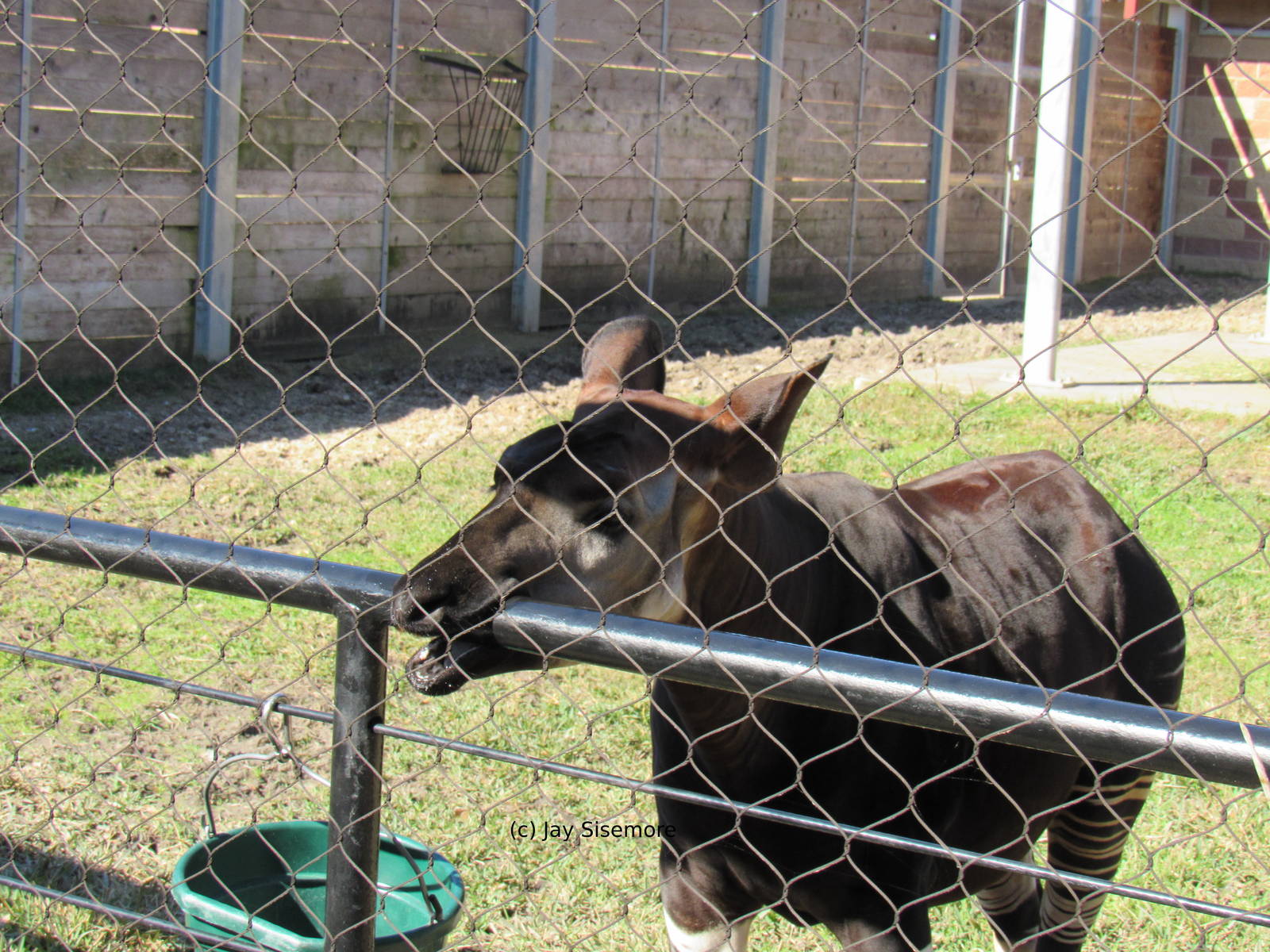 Okapi Teething