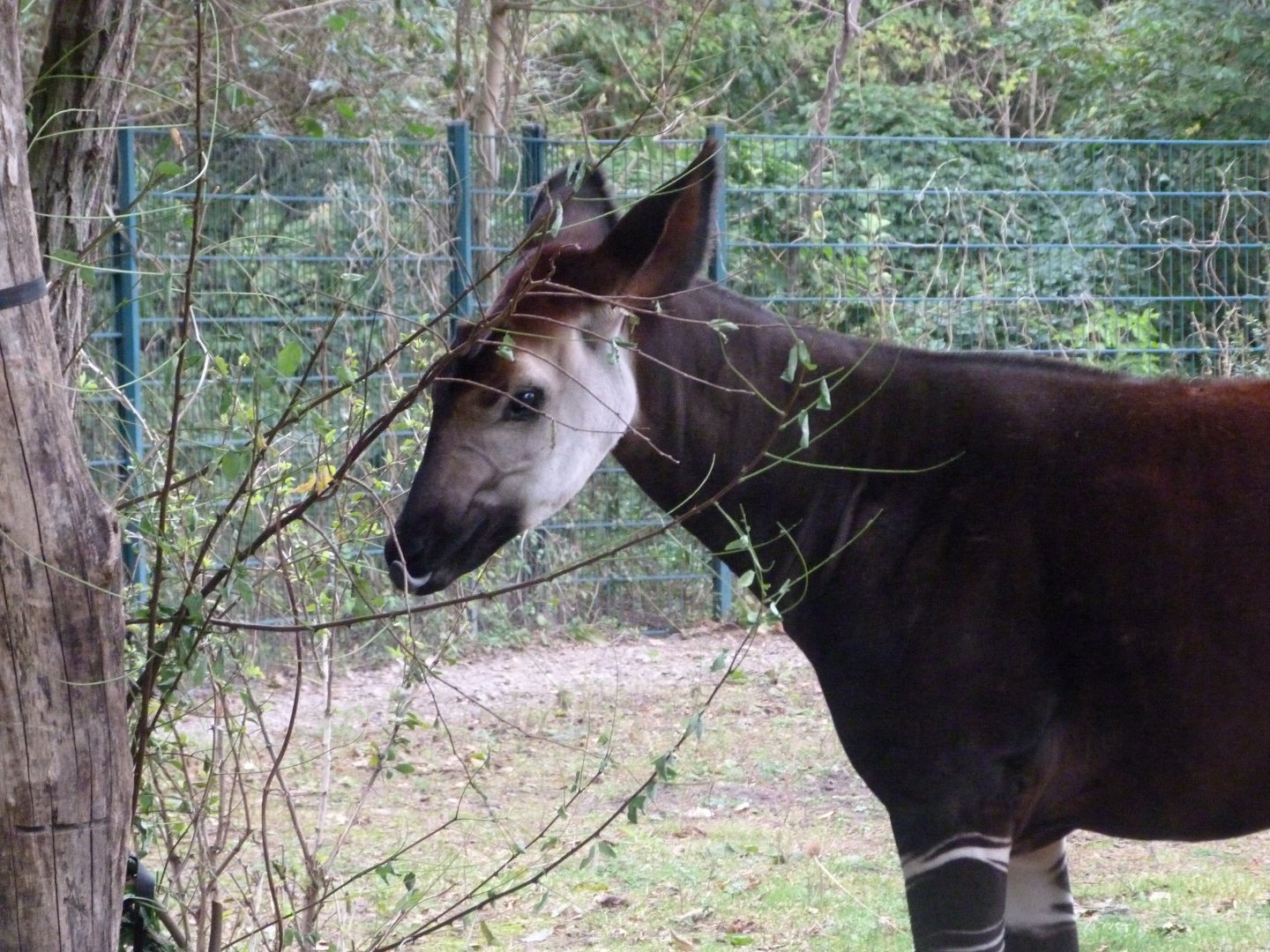 Okapi -Tierpark Berlin (2024)