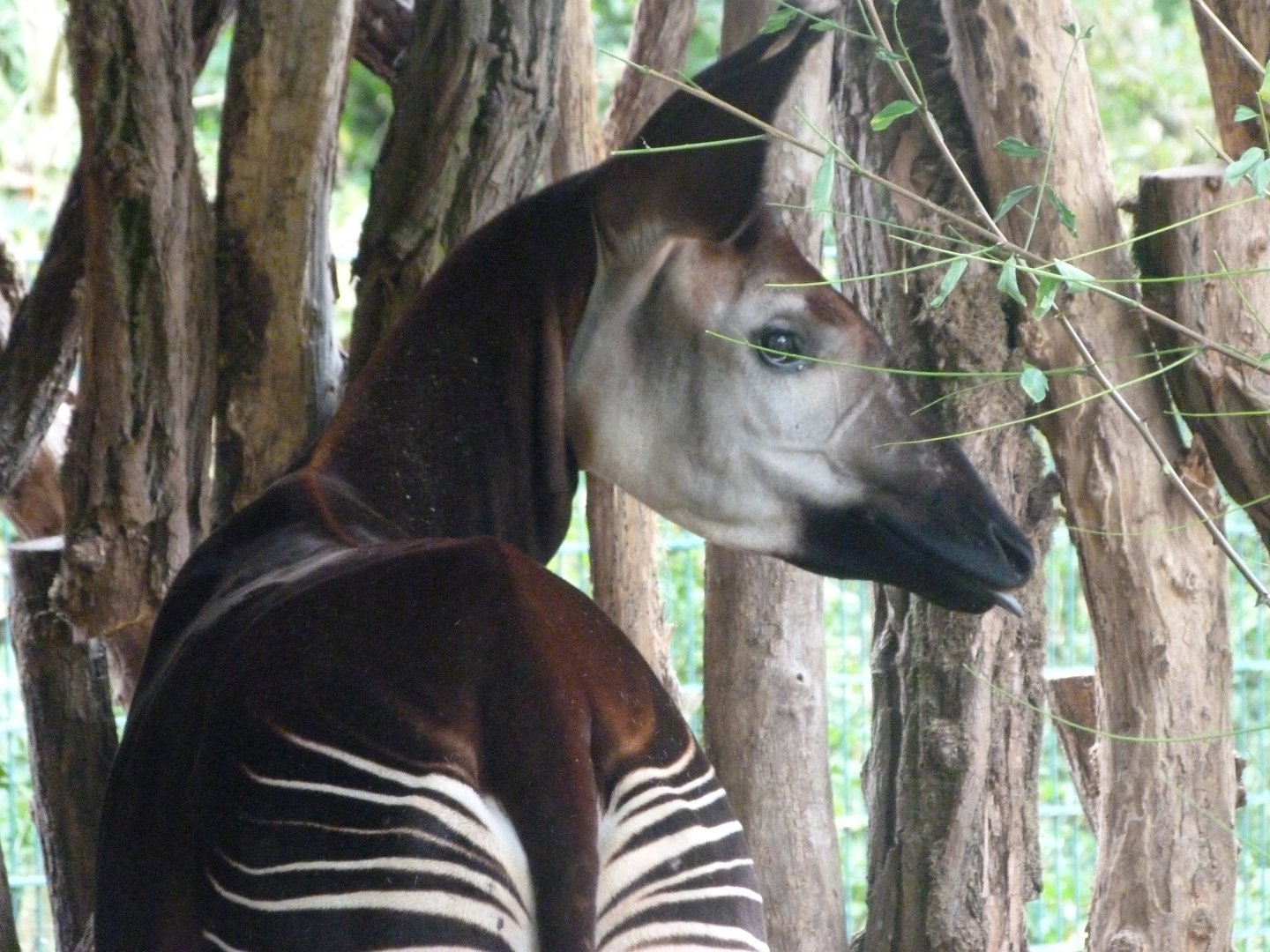 Okapi -Tierpark Berlin (2024)