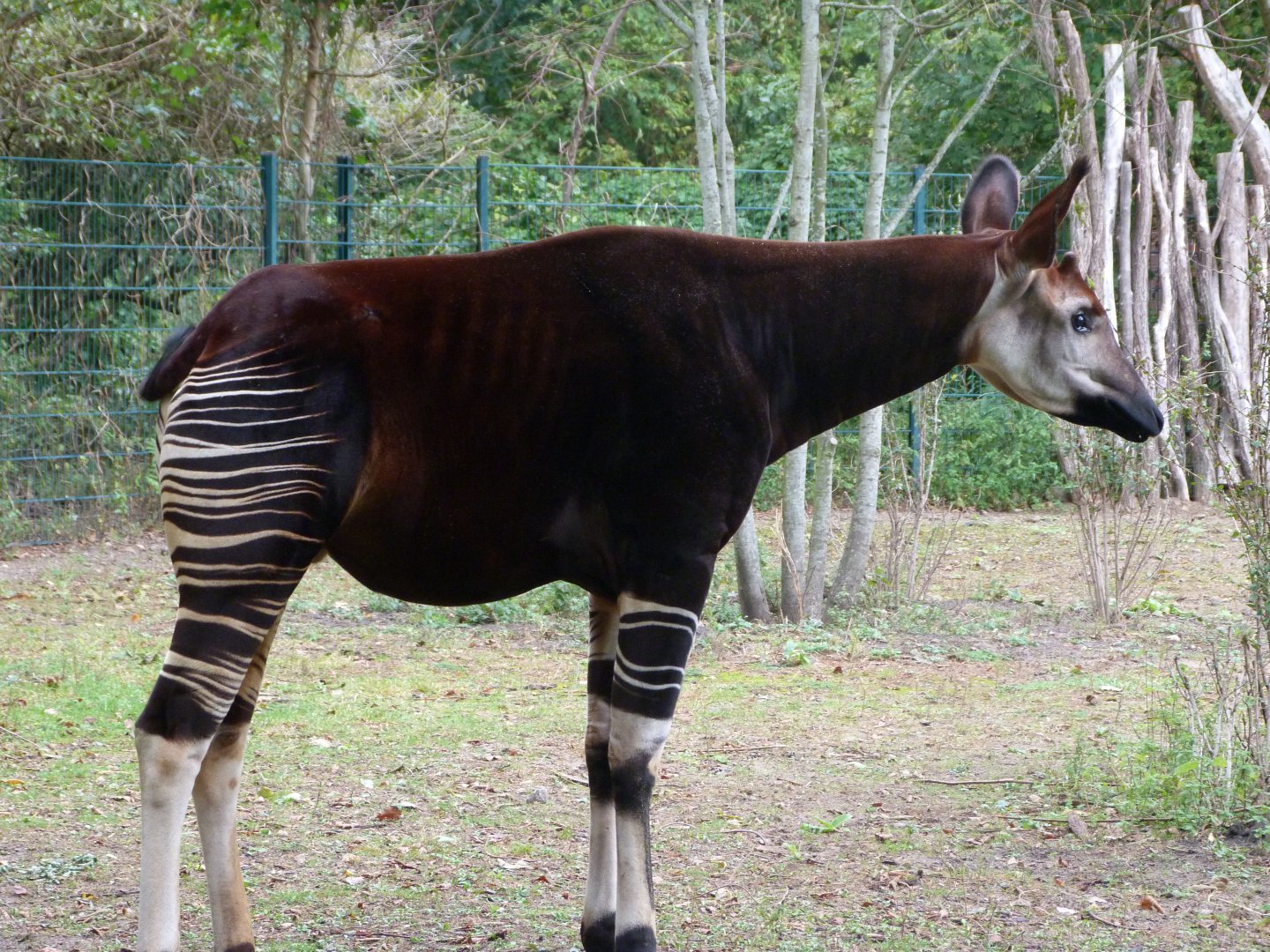 Okapi -Tierpark Berlin (2024)