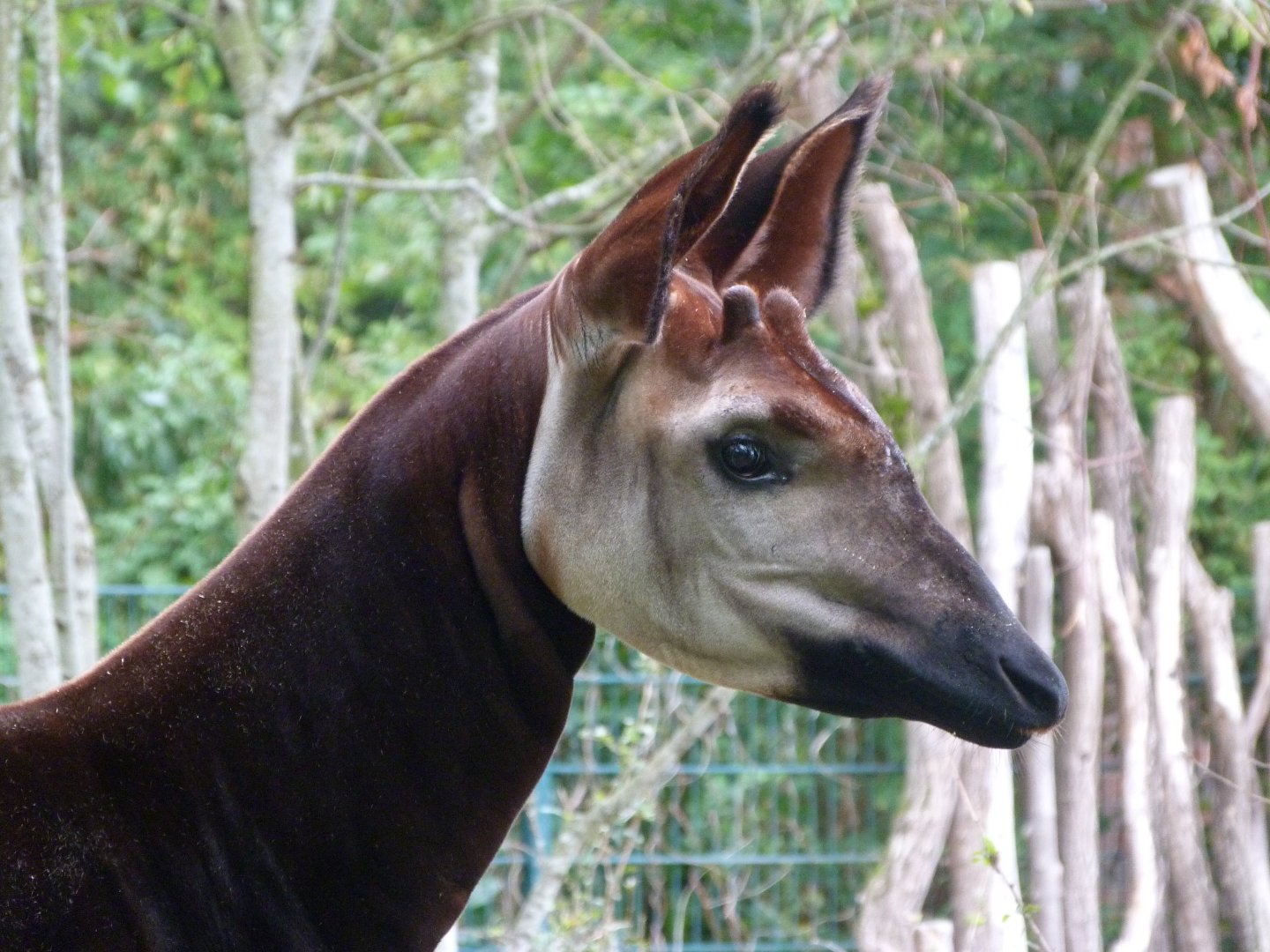 Okapi -Tierpark Berlin (2024)