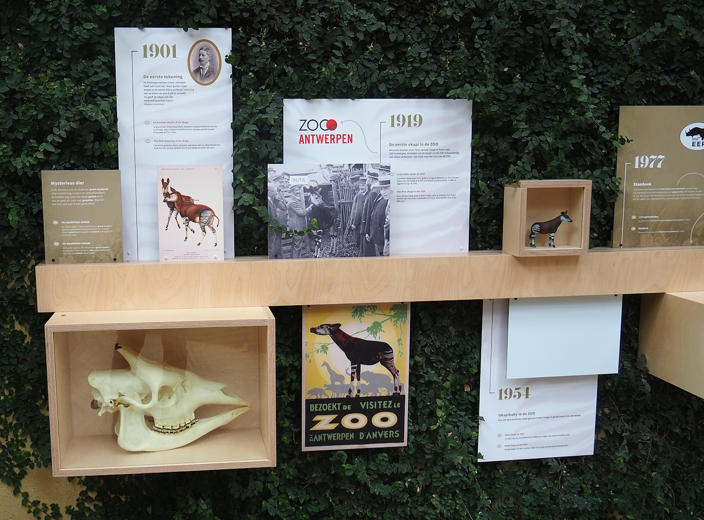 Okapi timeline educational signage, 2022-07-10