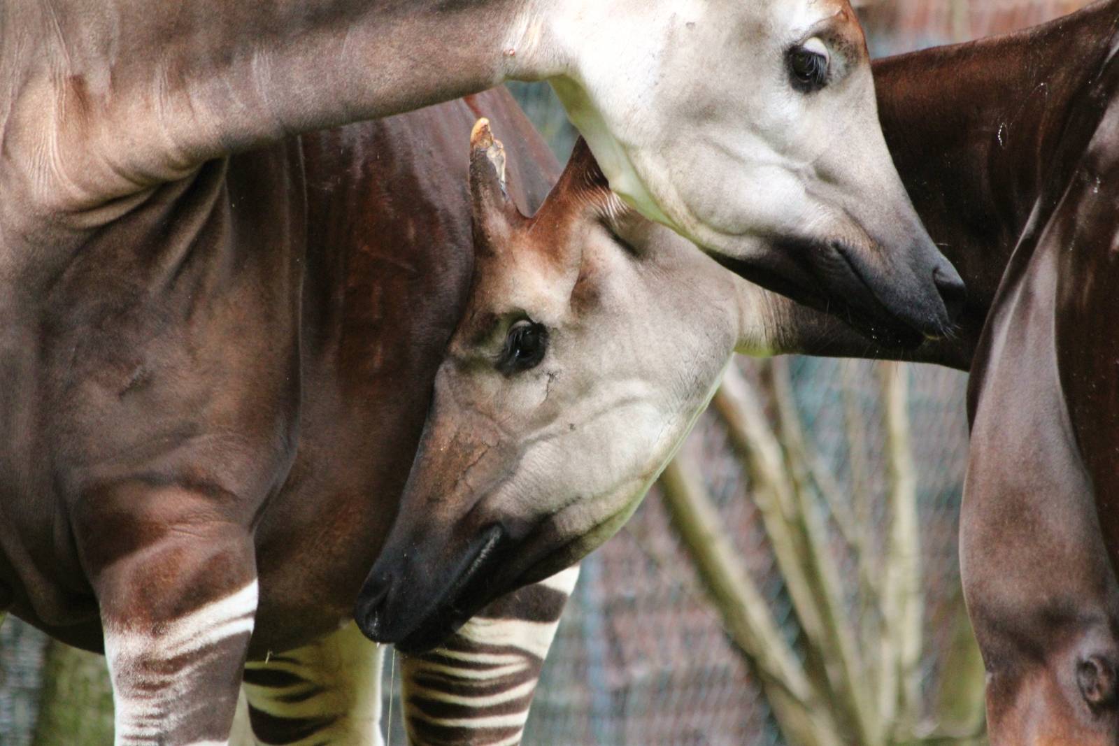 Okapi together