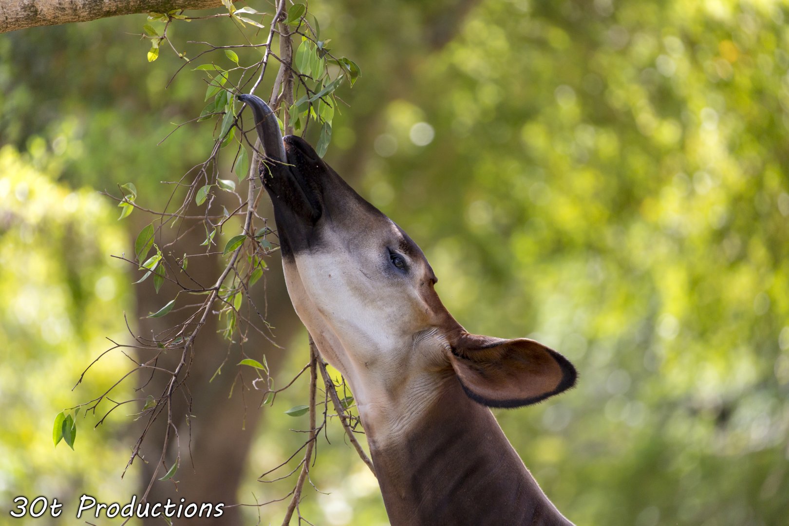 Okapi tongue out