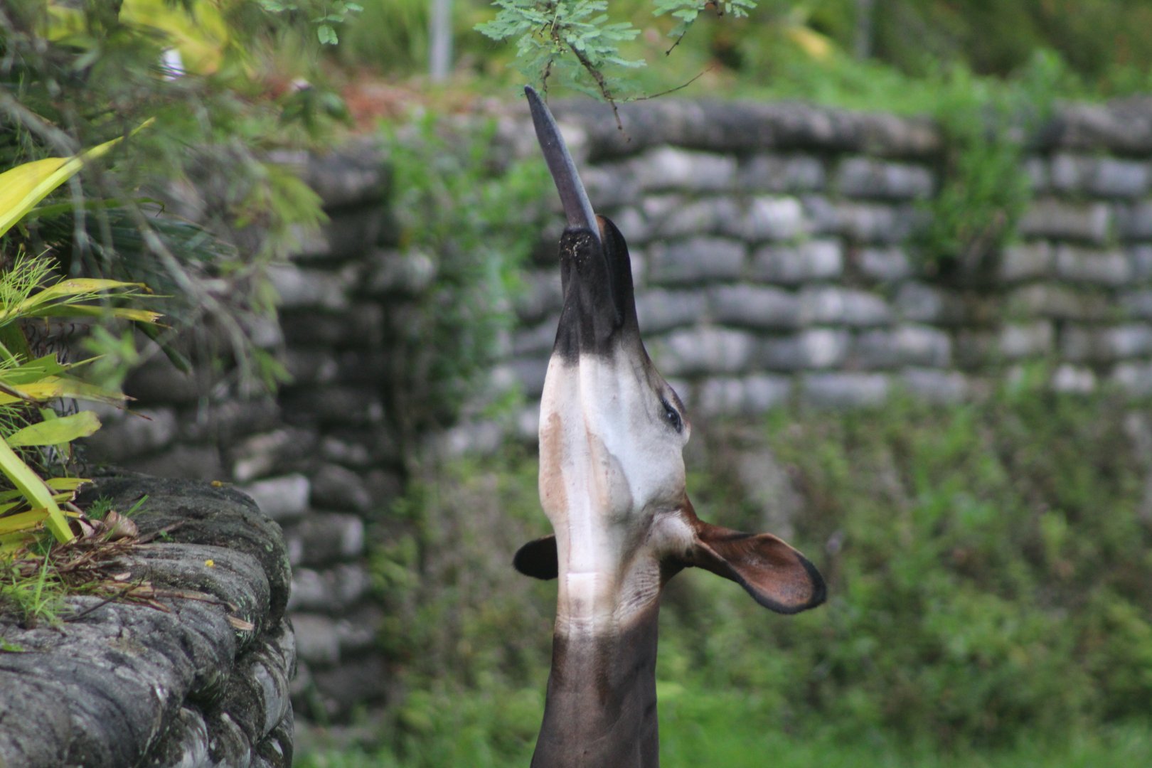Okapi Tongue