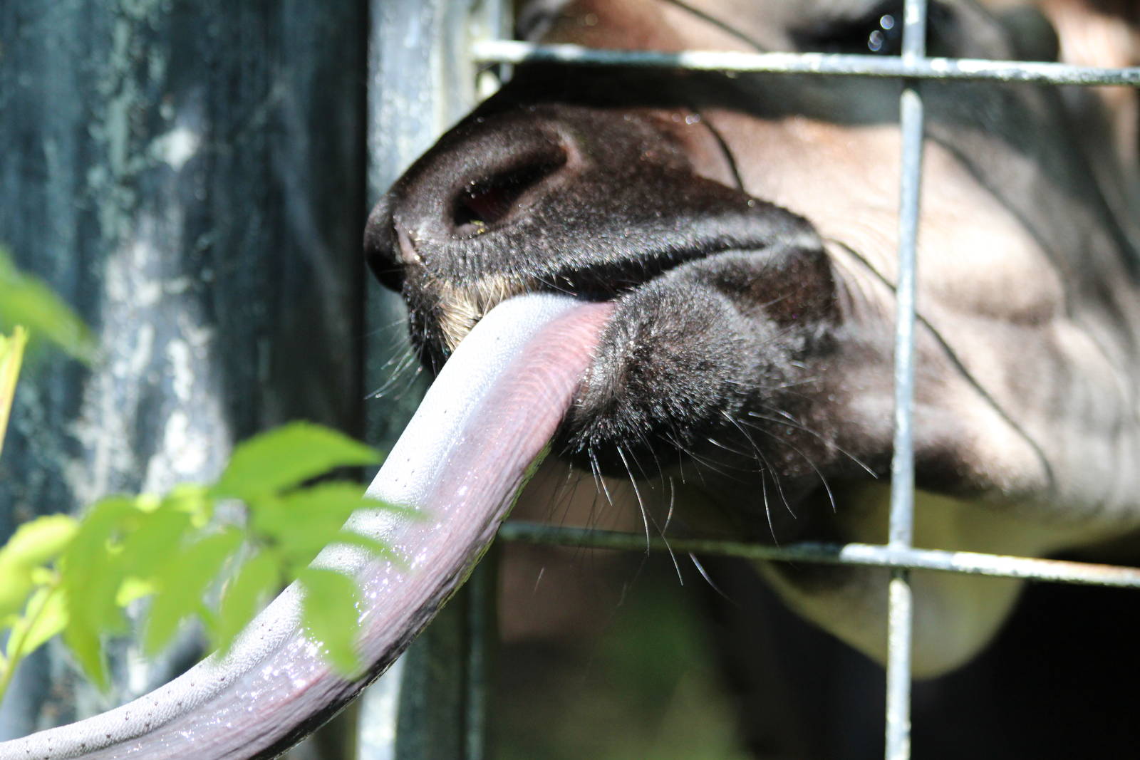 Okapi Tounge