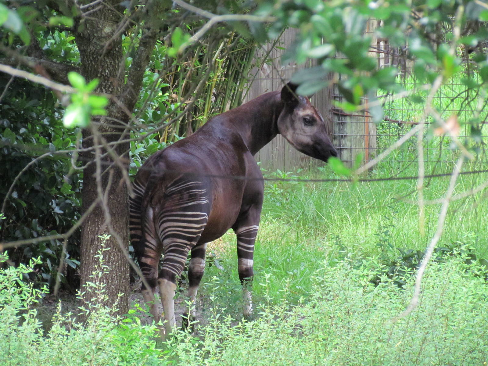 Okapi Under a Tree