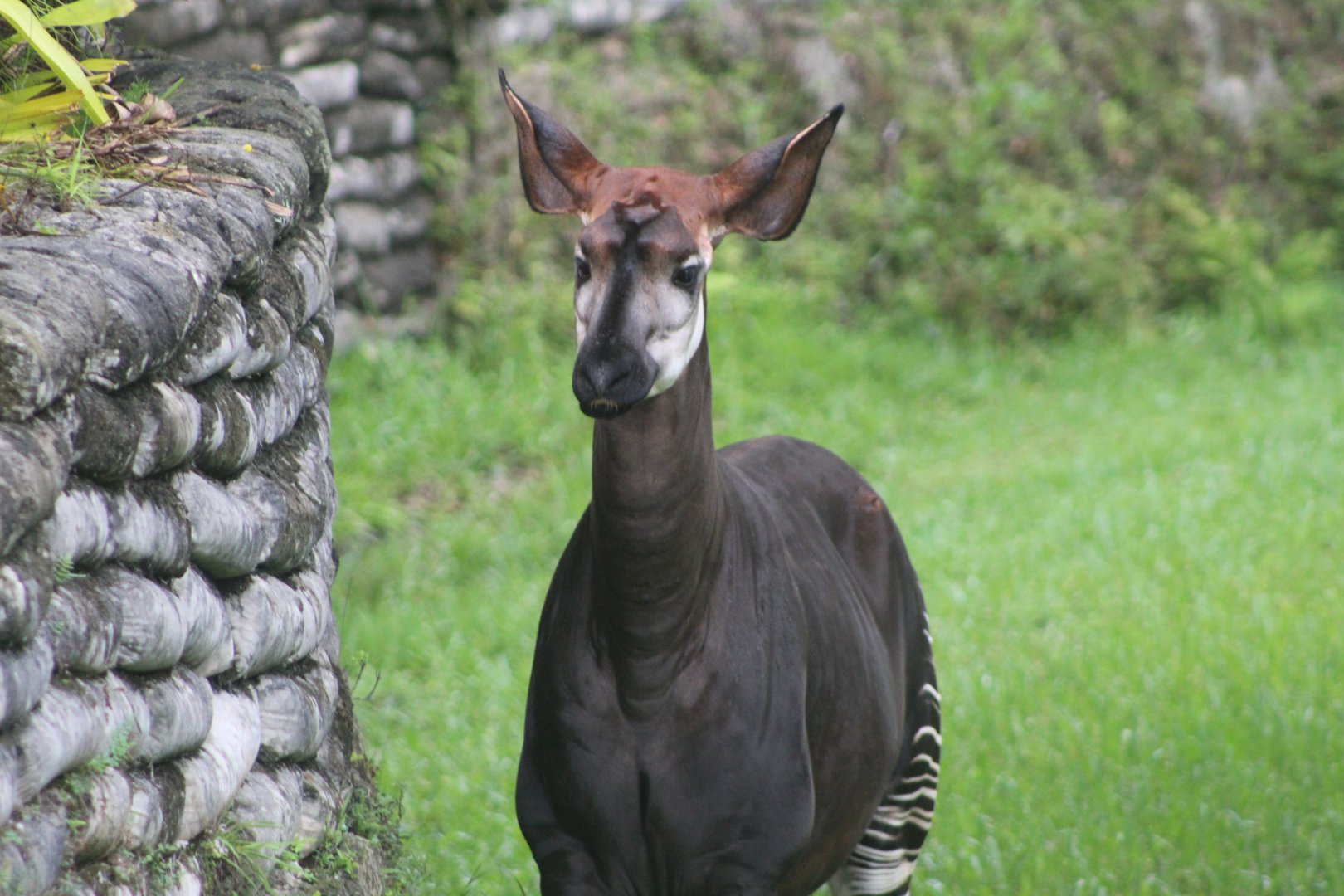 Okapi Up-Close