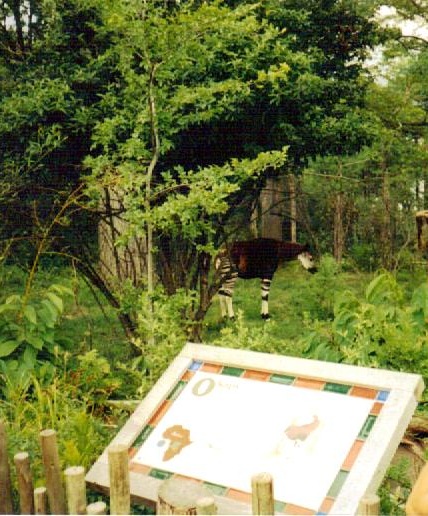 Okapi - Vanishing Giants - July 2001