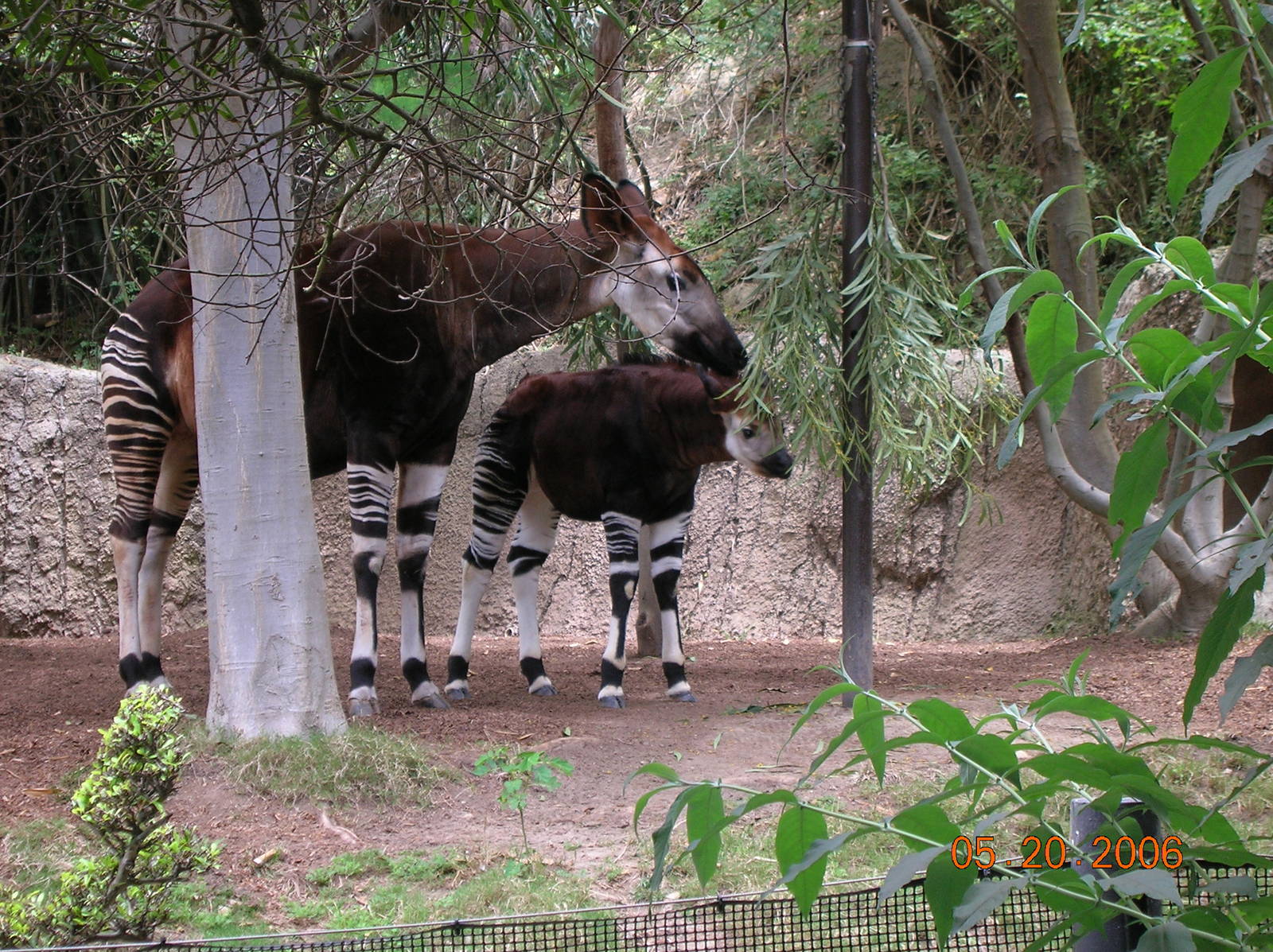 Okapi w/ Little One