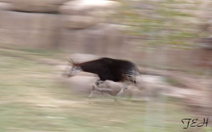 okapi walking - Feb 21012