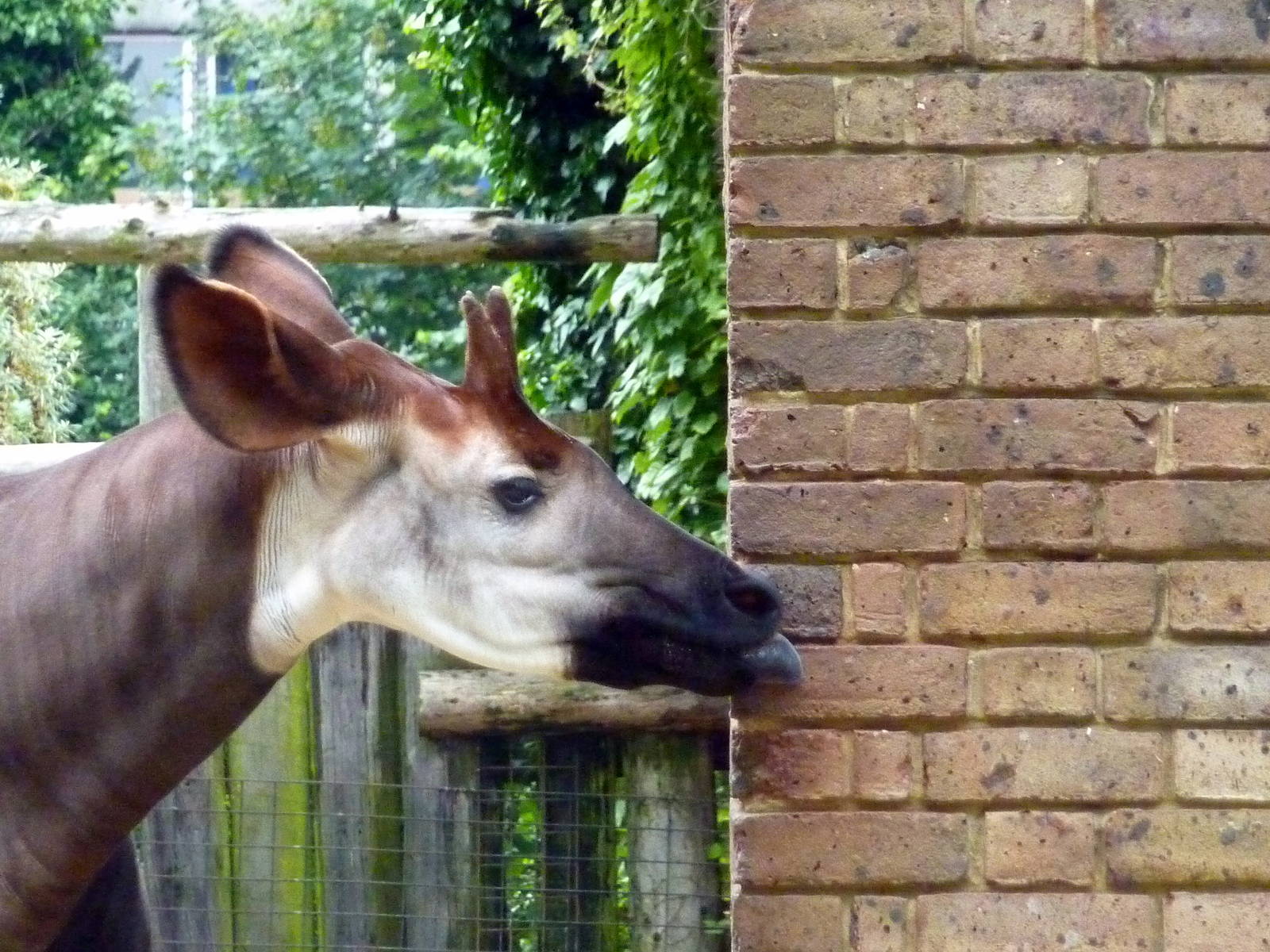 Okapi (walls taste good)