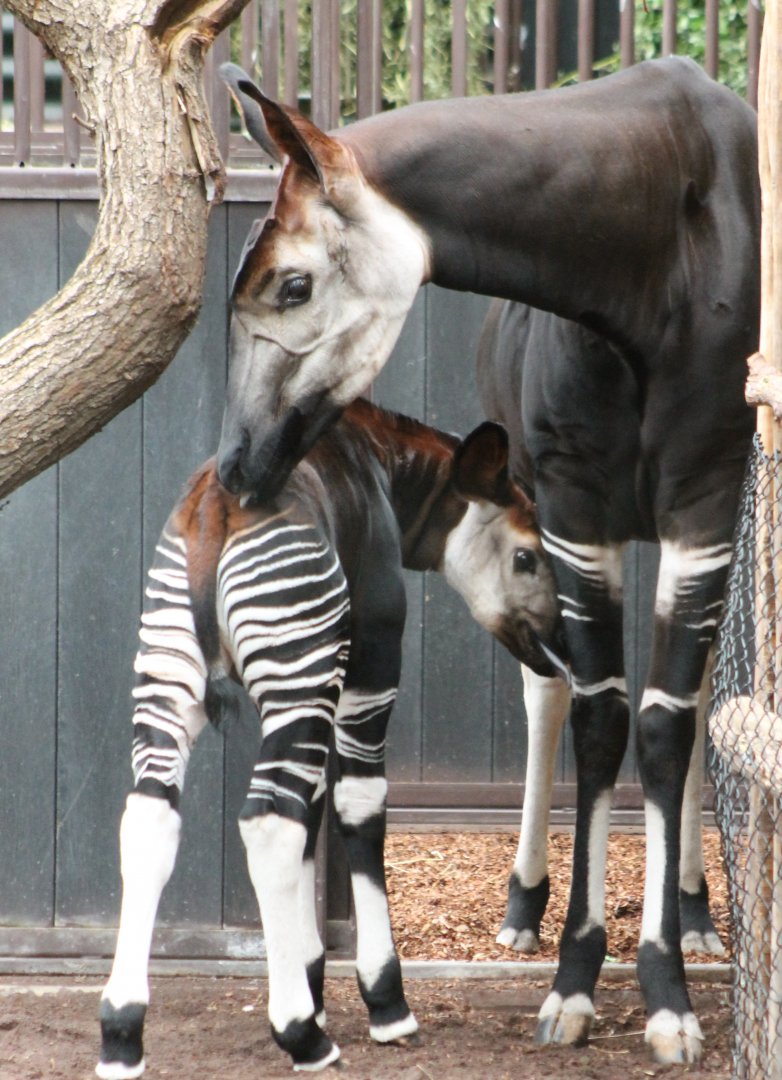 Okapi with calf