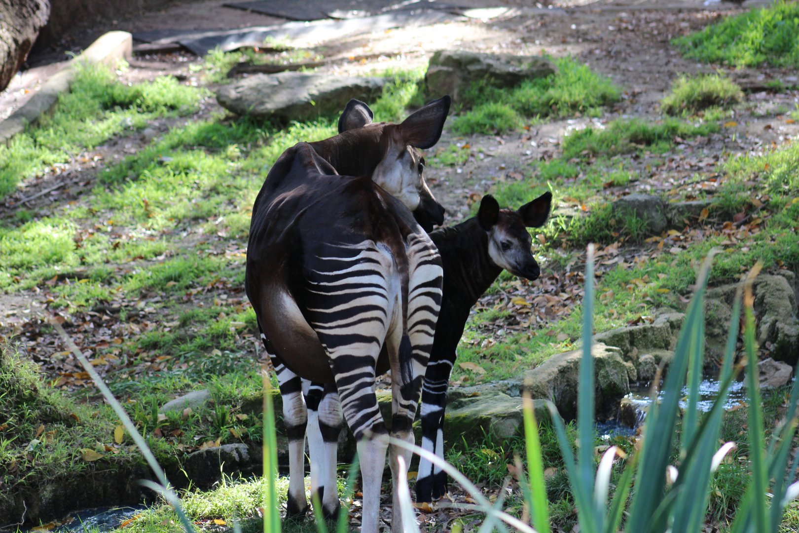 Okapi with Calf