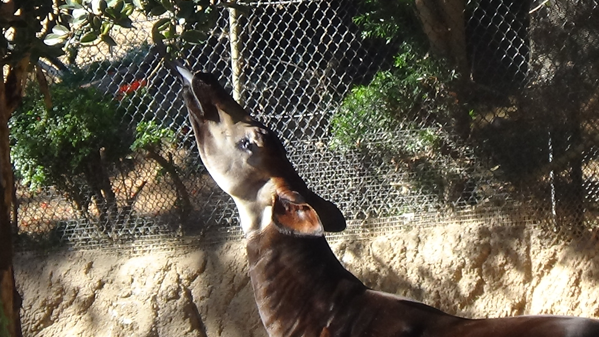 Okapi with its tongue out