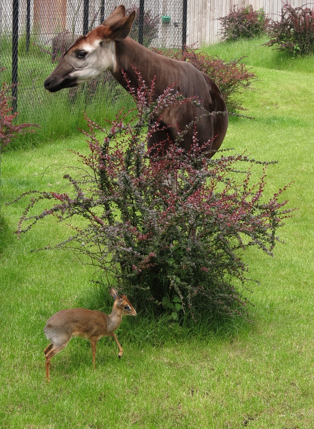 Okapi with Kirk's dik-dik