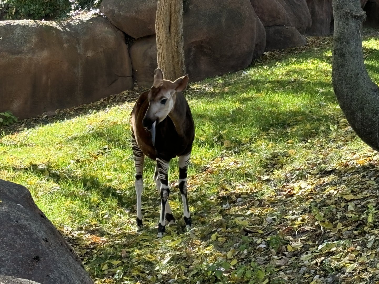Okapi With Tongue Out