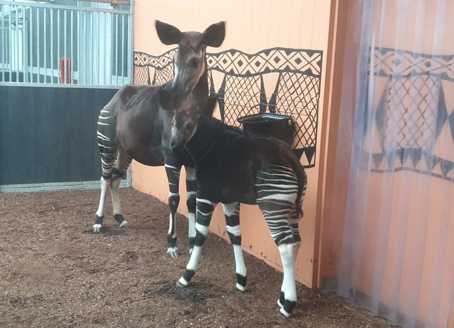 Okapi with young
