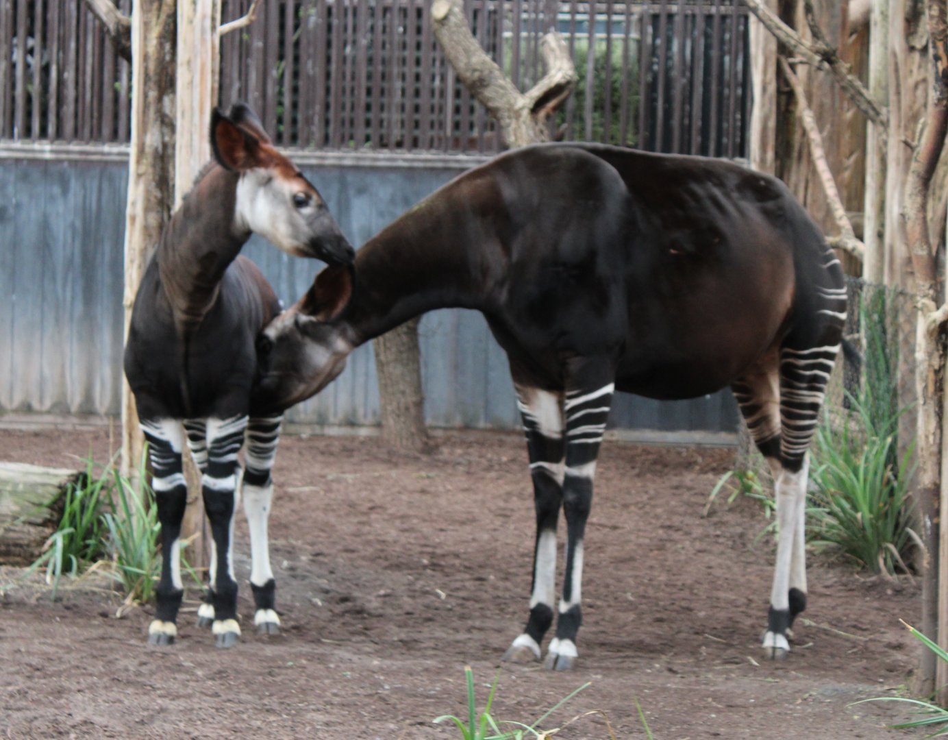 Okapi with young