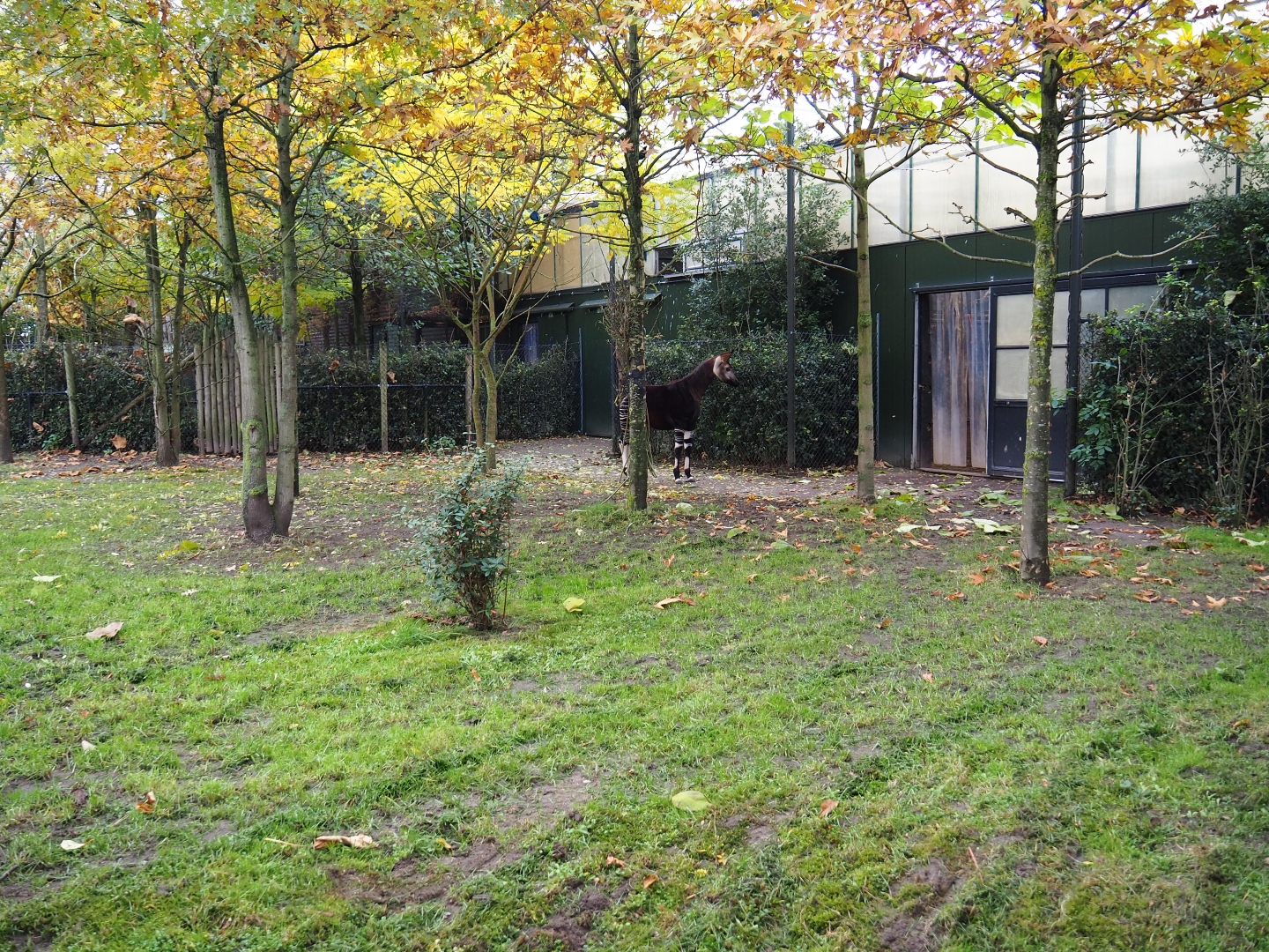 Okapi yard and okapi/bird greenhouse (Nov 10th, 2018)