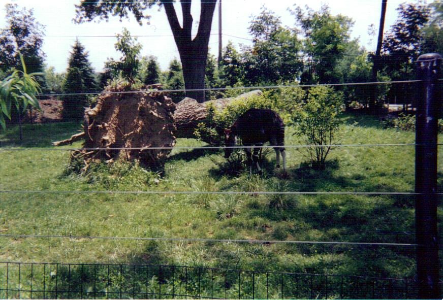 Okapi Yard - August 2003