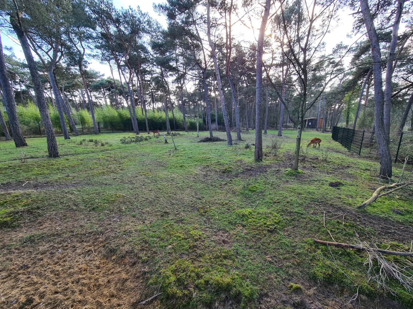 Okapi yard - First enclosure