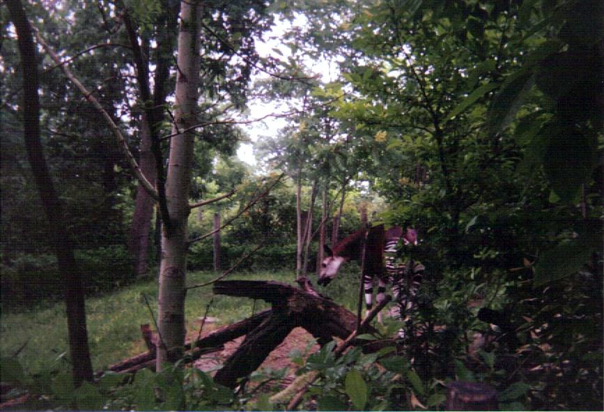 Okapi Yard ~ Vanishing Giants