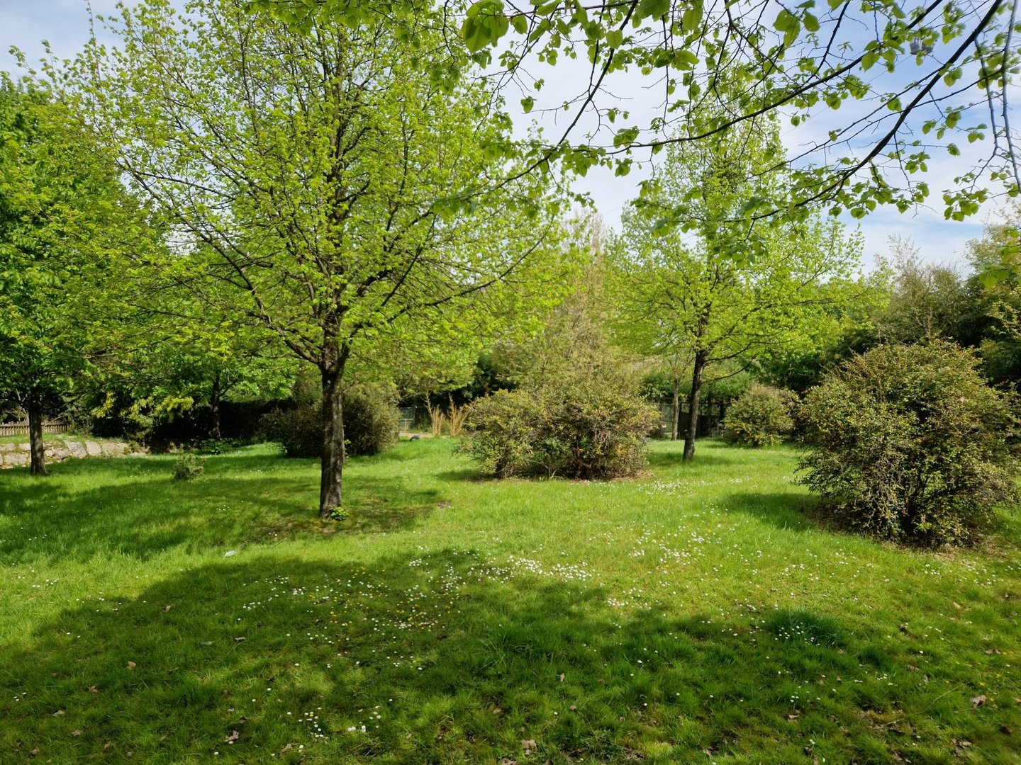 Okapi/Yellow-backed Duiker 2nd exhibit