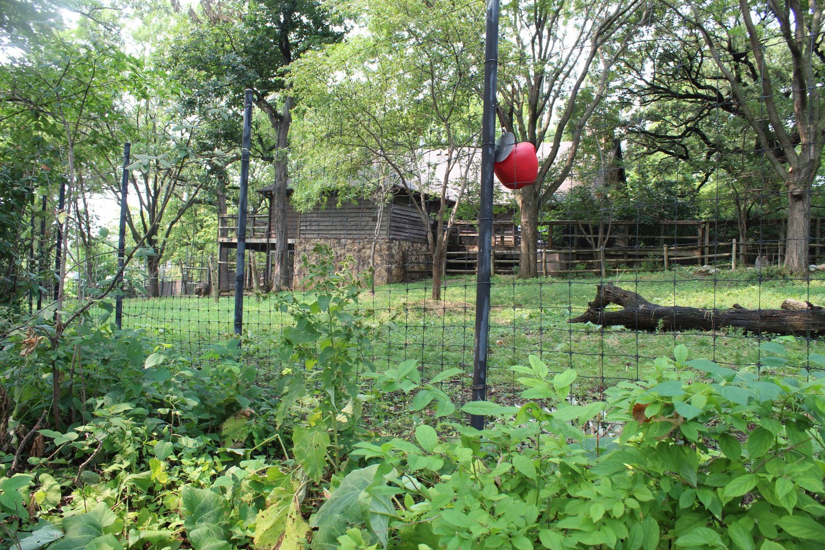 Okapi, Yellow-Backed Duiker & Abyssinian Ground Hornbill Exhibit