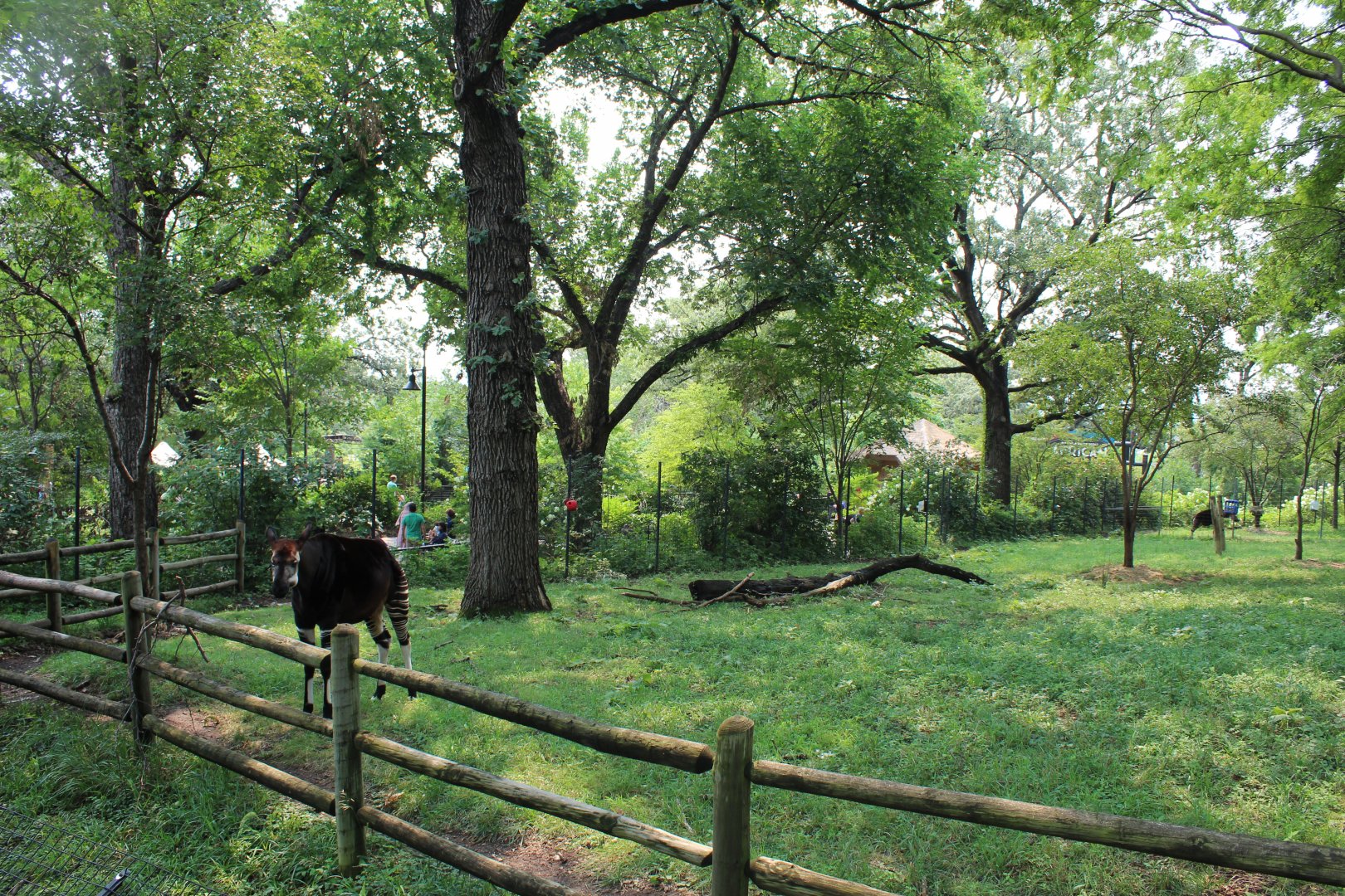 Okapi, Yellow-Backed Duiker & Abyssinian Ground Hornbill Exhibit
