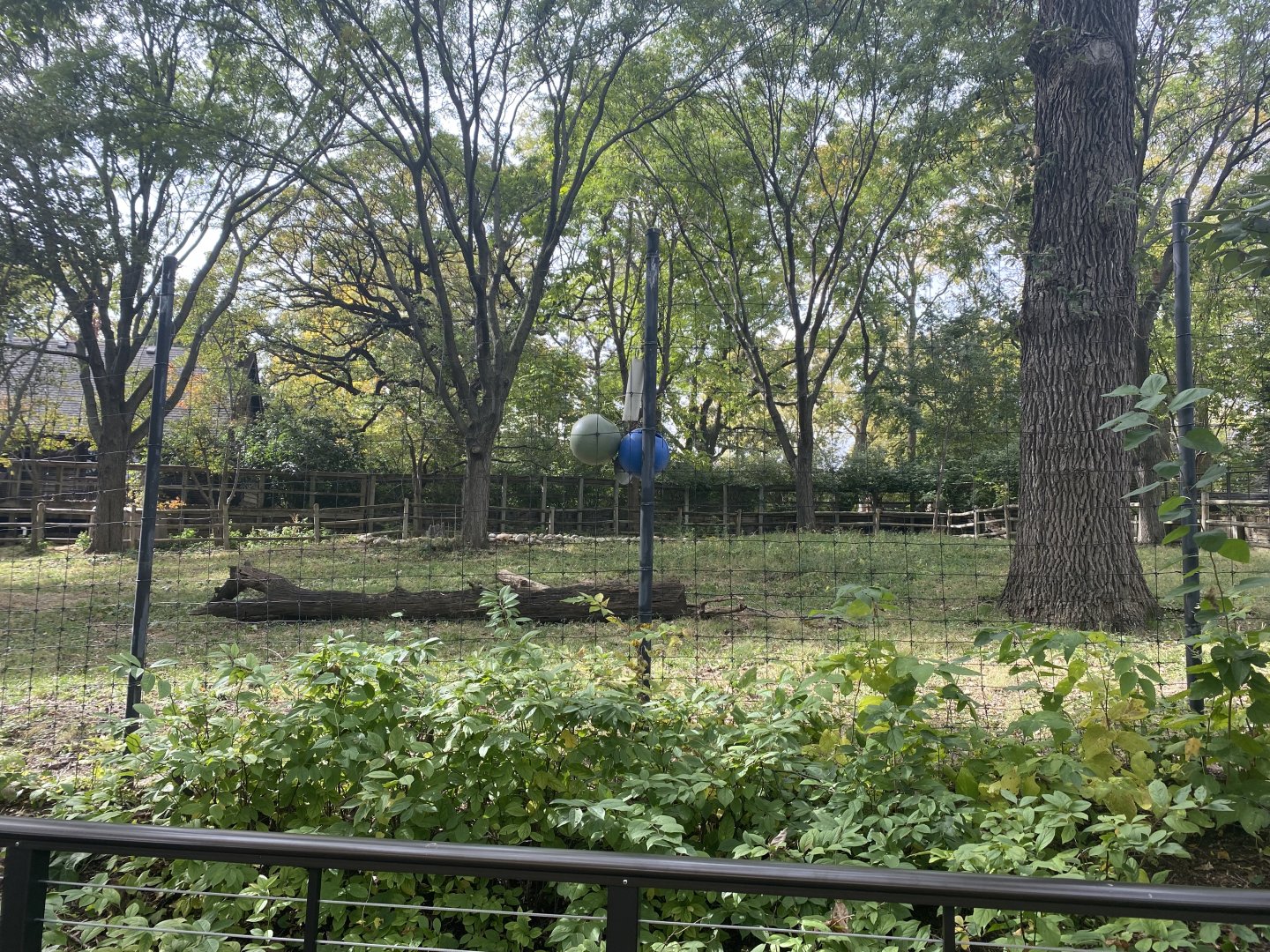 Okapi/Yellow-Backed Duiker/Abyssinian Ground Hornbill Exhibit