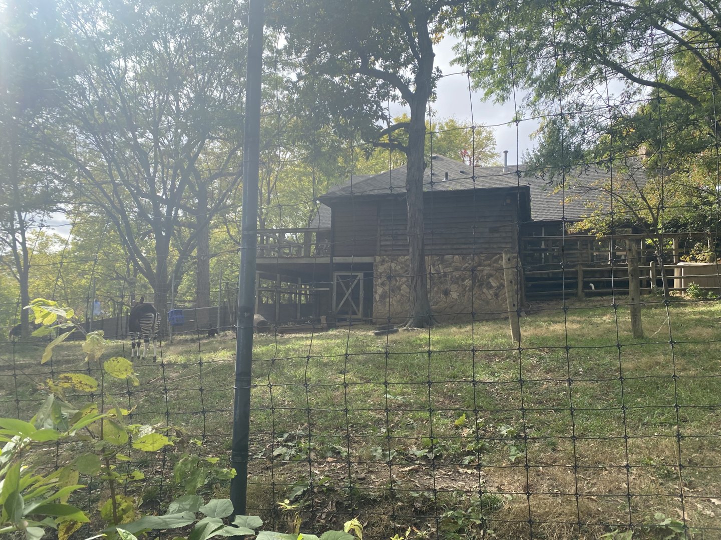 Okapi/Yellow-Backed Duiker/Abyssinian Ground Hornbill Exhibit