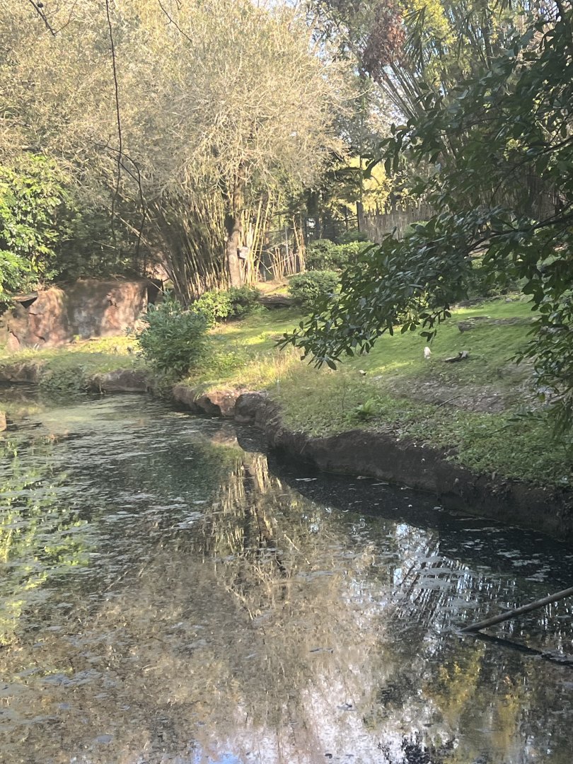 Okapi/Yellow-Backed Duiker Exhibit (Kilimanjaro Safaris)