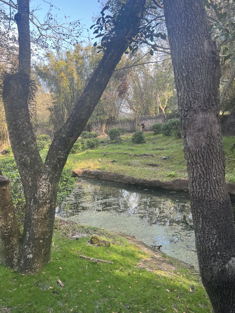 Okapi/Yellow-Backed Duiker Exhibit (Kilimanjaro Safaris)