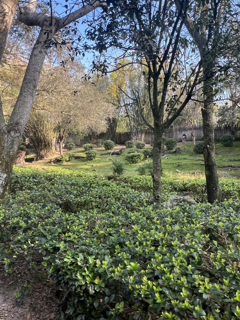 Okapi/Yellow-Backed Duiker Exhibit (Kilimanjaro Safaris)