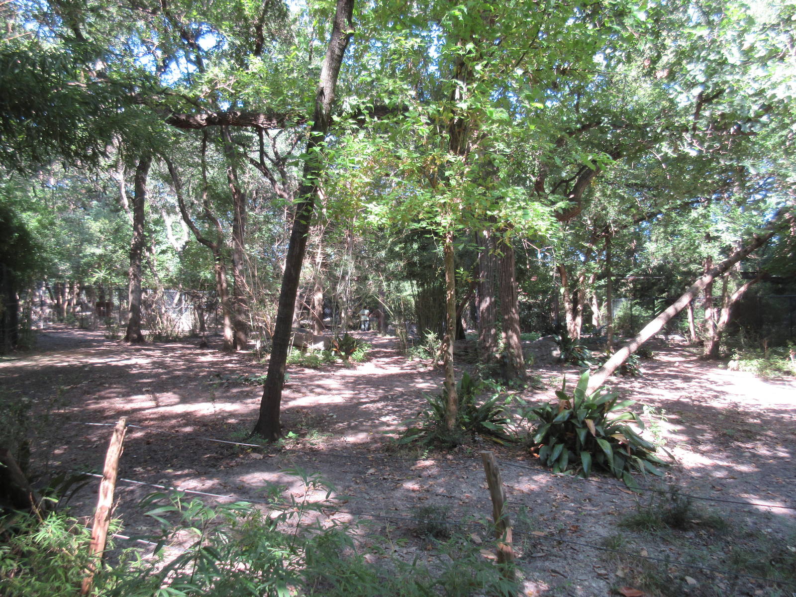 Okapi/Yellow-Backed Duiker Exhibit - nice and shady!