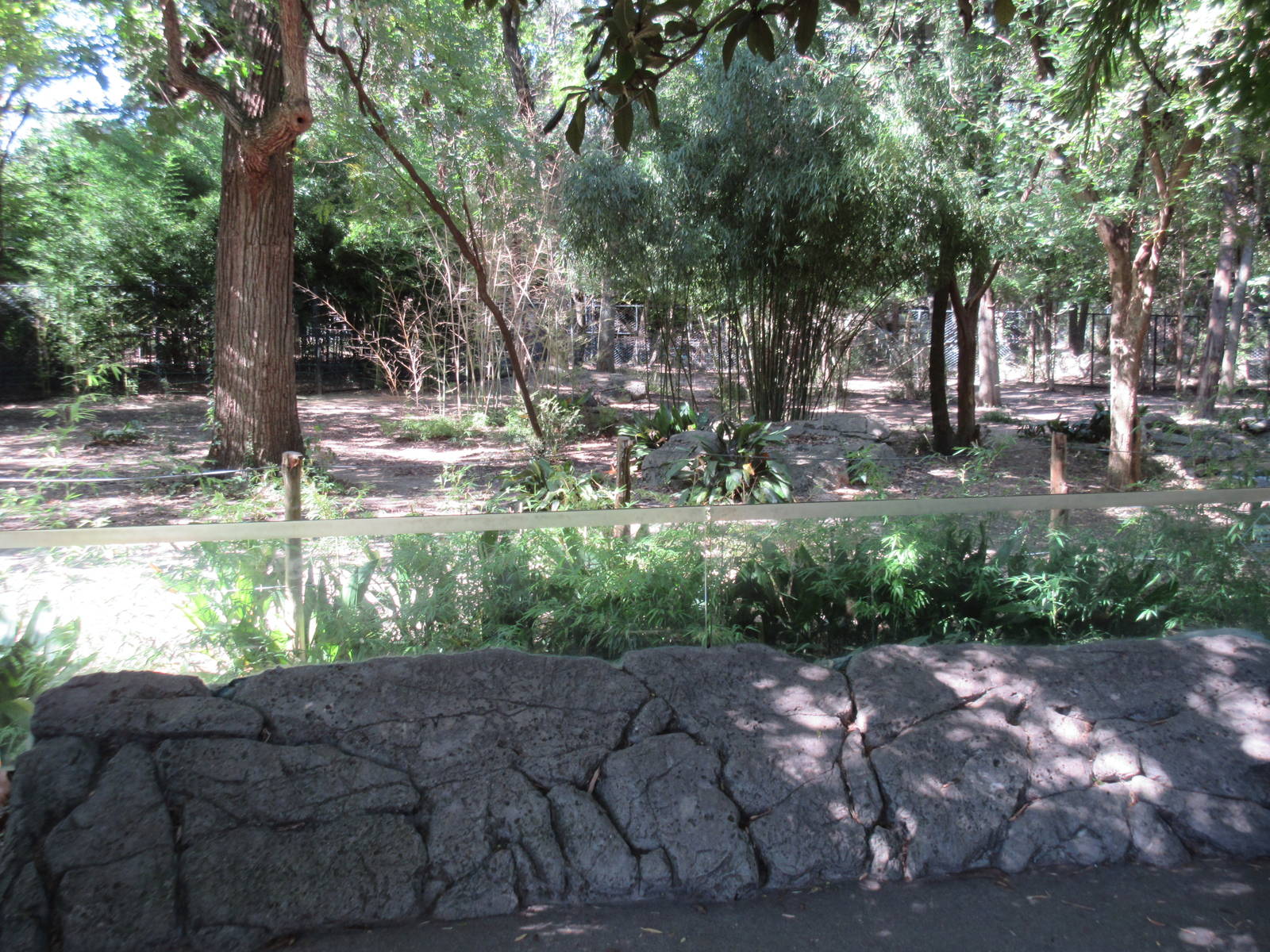 Okapi/Yellow-Backed Duiker Exhibit