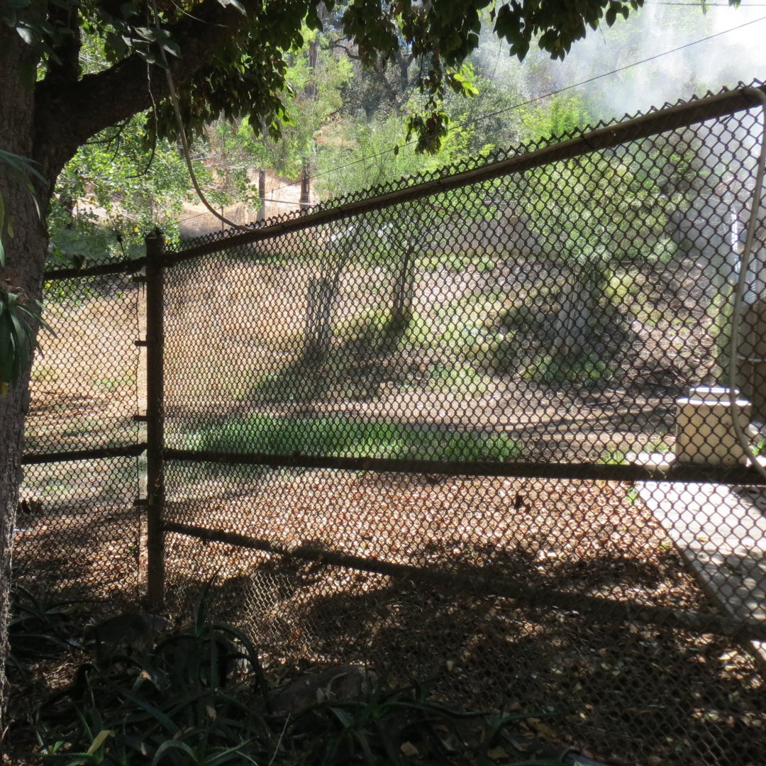 Okapi / Yellow Backed Duiker Exhibit