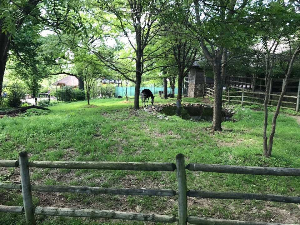 Okapi/Yellow-Backed Duiker/Ground Hornbill