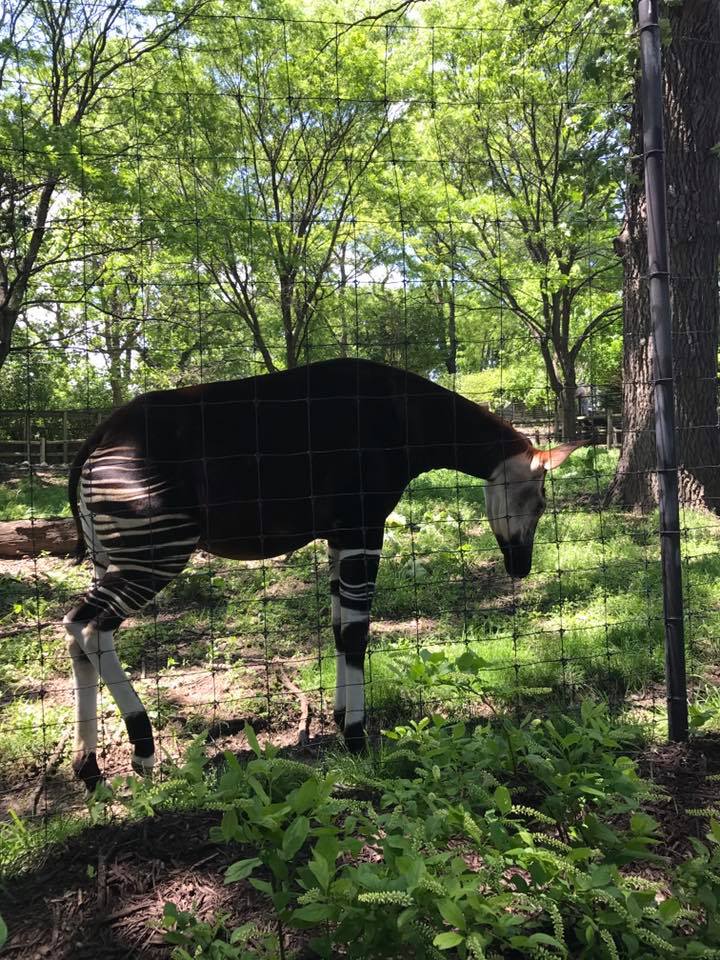Okapi/Yellow-Backed Duiker/Ground Hornbill