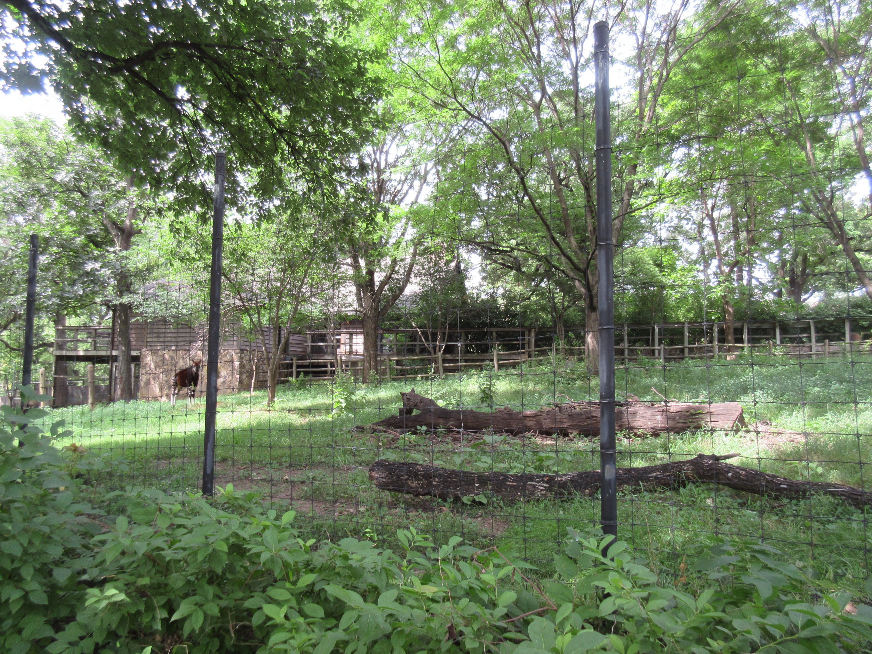 Okapi/Yellow-backed Duiker/Hornbill Exhibit #1