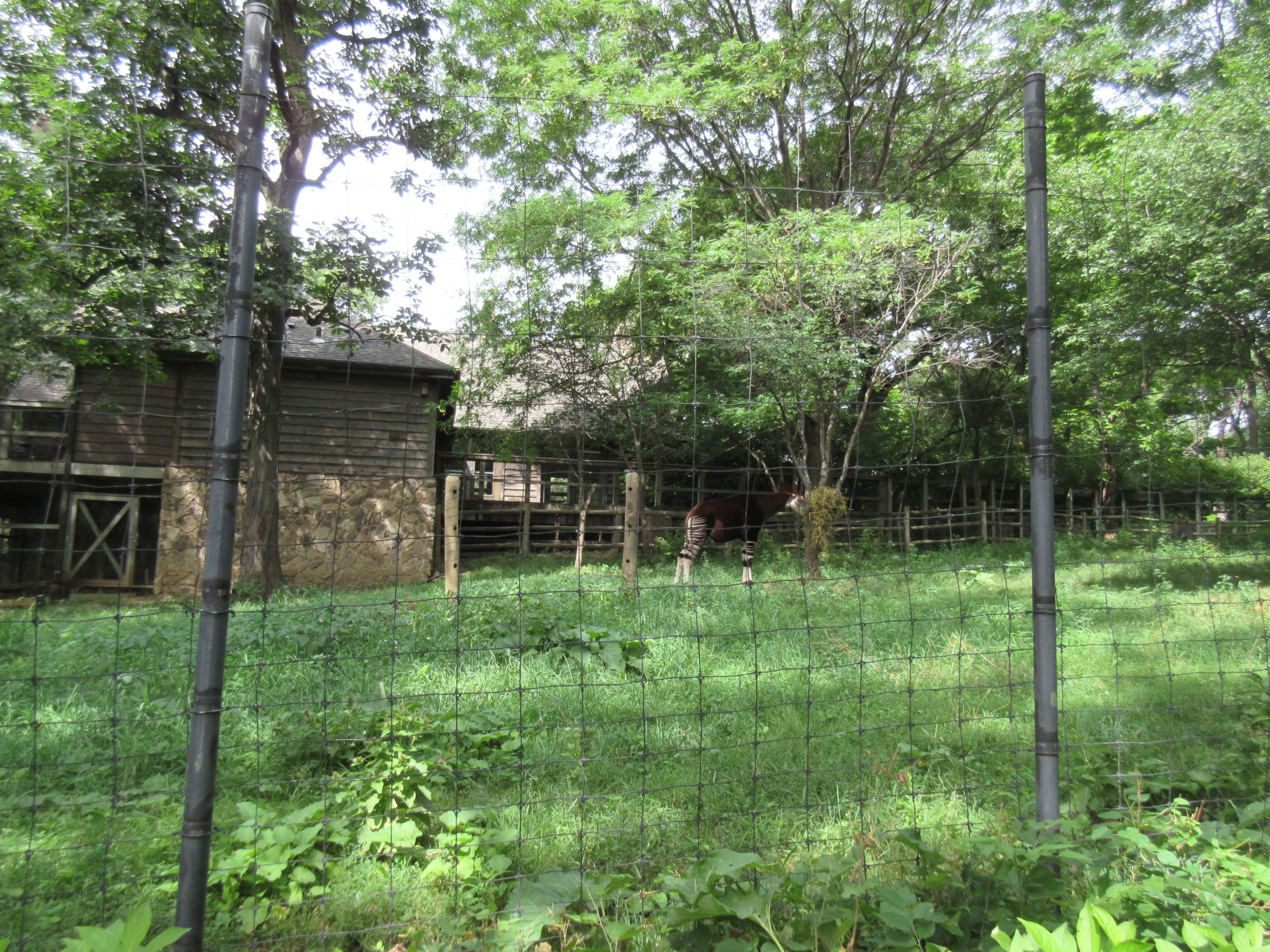 Okapi/Yellow-backed Duiker/Hornbill Exhibit #2